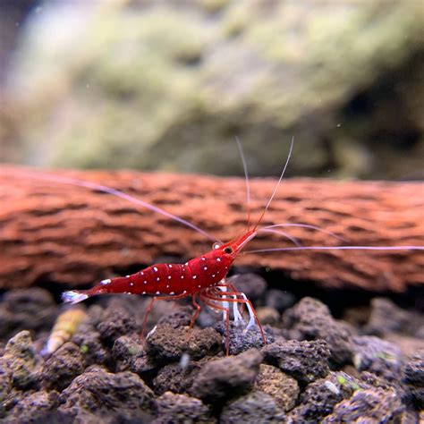 cardinal sulawesi shrimp for sale