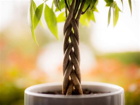 The Ultimate Guide to Money Tree Care Houseplant Resource Center
