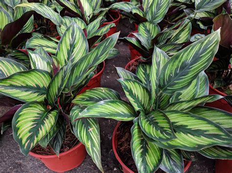 Calathea Orbifolia Care Ultimate Guide from A to Z Indoor Garden