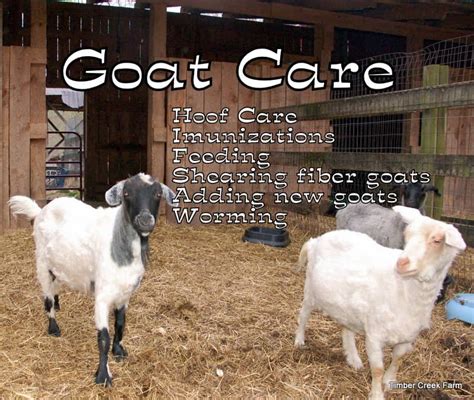 care and maintenance of goats