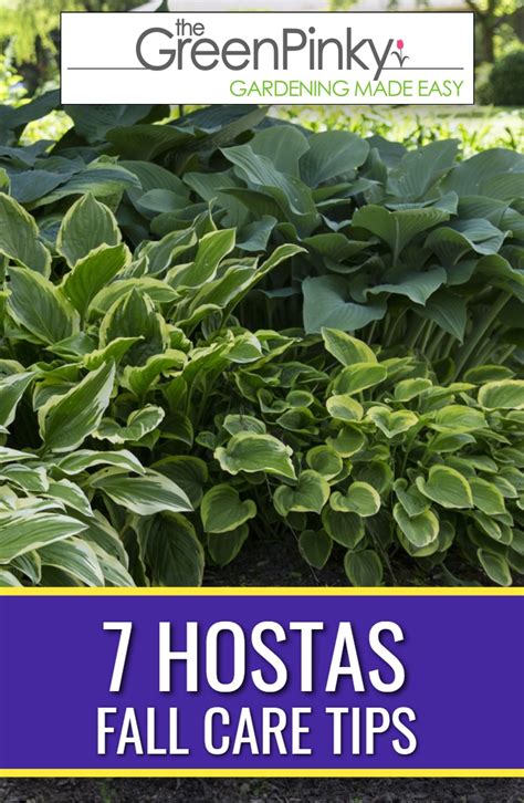 Tips and Tricks for Planting Hostas In Pots » The Tattered Pew Plants