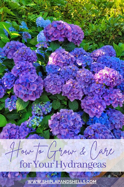 Care for Hydrangeas in Spring and Autumn Pruning Best Landscape Ideas