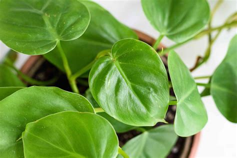care for philodendron plant