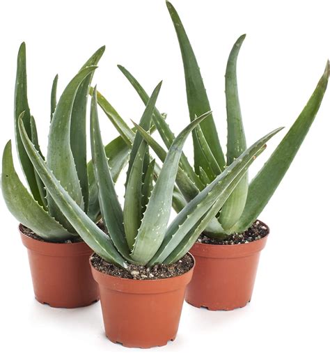 How to Take Care of an Indoor Aloe Vera Plant Aloe vera plant indoor
