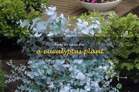 Eucalyptus Plant Care Indoor Artificial Shrubs & Topiaries OurWarm 3