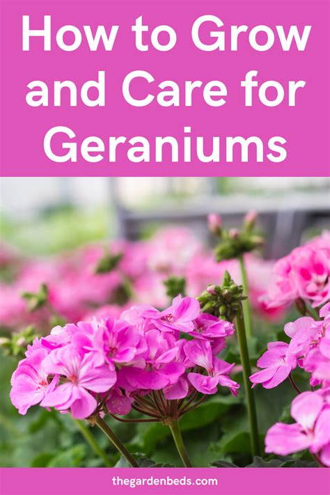 care of geraniums