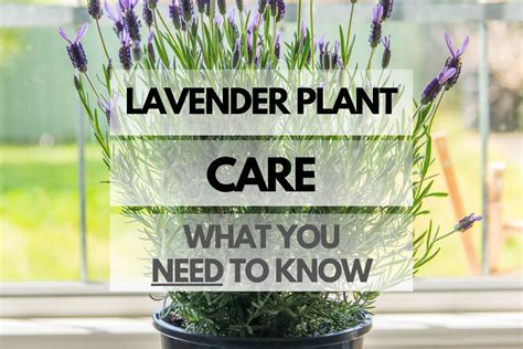 care of lavender