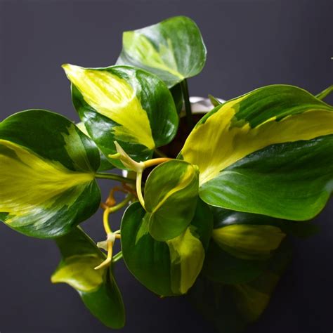 care of philodendron brasil