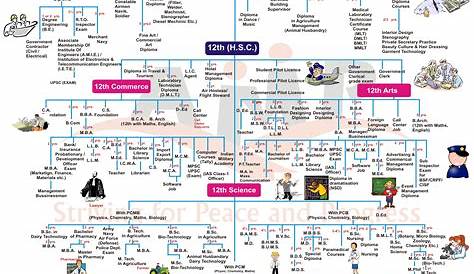 Career Options Chart What Are The After 10th Standard? Quora