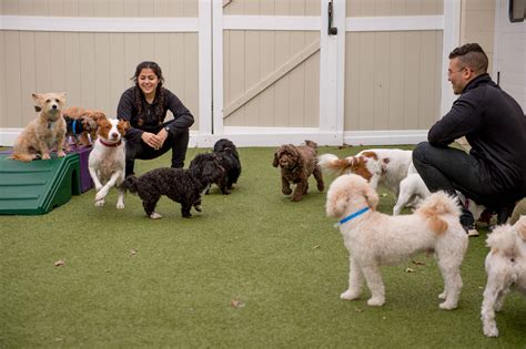 career with doggy day care