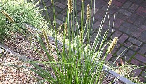Buy Carex, Tall Sedge A hardy sedge grass for both wet
