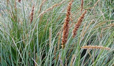 Carex Appressa Native Sons Wholesale Nursery