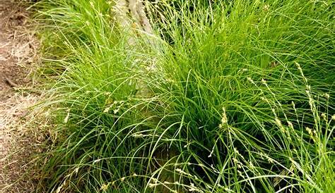 Carex divulsa Knoll Gardens Ornamental Grasses and