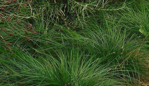 Carex divulsa (Grassland Sedge) Intricate blooms emerge in