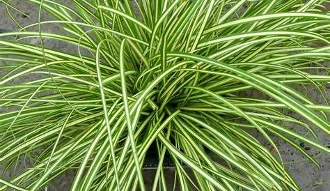 Carex Everest Grass Gorgeous Vivid Leaves Oshimensis Evercolor Carfit01 Pp20955 Excellent Container Plant And Lovely I Plants es Garden Ornamental es