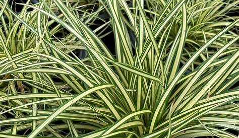 Carex Evergold Nz Plants Good For Dry Shade CAREX Oshimensis "