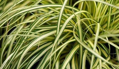 Buy Carex oshimensis Evergold Delivery by