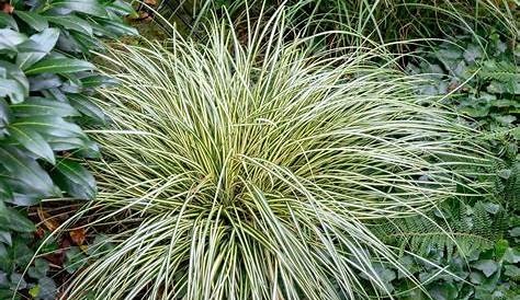 Carex Grass Care Tumulicola Learning To Grow Foothill Sedge Perennial Herbs Organic Compost Large Plants