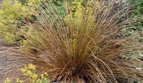 Carex Grass Varieties Glauca Blue Zinger Blue Sedge Part To Full Shade And Wet To Semi Wet Conditions Plants Ornamental es Xeriscape