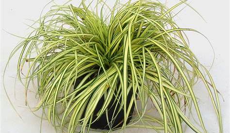 Carex Hachijoensis Evergold GartenGoldSegge ''