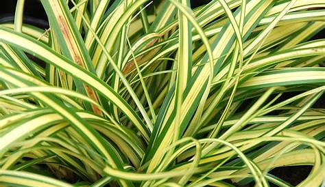 Carex Oshimensis Evergold Buy Delivery By