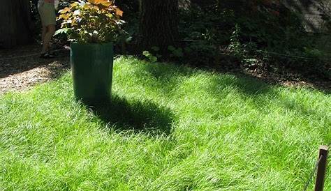 nomow lawn (Carex pensylvanica) carex pensylvanica