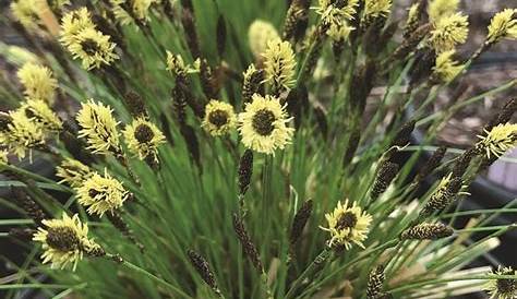 Carex Pensylvanica Straw Hat Sedum SunSparkler® ‘Wildfire’ Stonecrop/Orpin 1
