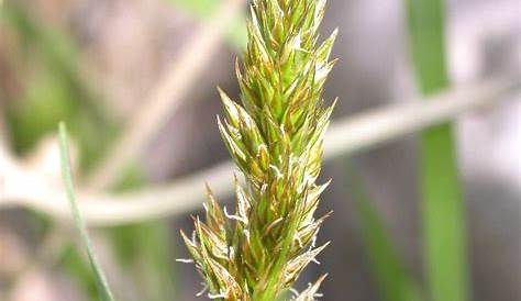 Carex Praegracilis Calflora