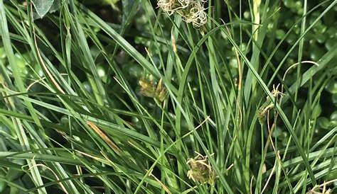 Carex Praegracilis Lawn GRASSES Pinterest , Grasses
