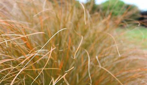 Growing Carex Testacea Orange New Zealand Sedge Care