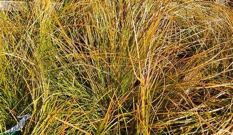 Carex testacea 'Prairie Fire' Sedge Grass Evergreen