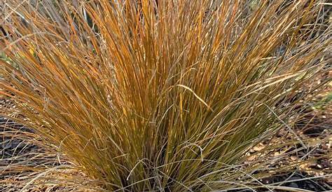 Carex Testacea Indian Summer Pin On Gardens And More