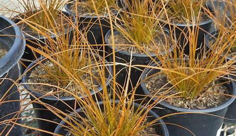 Carex testacea "Orange New Zealand Sedge" Buy Online at