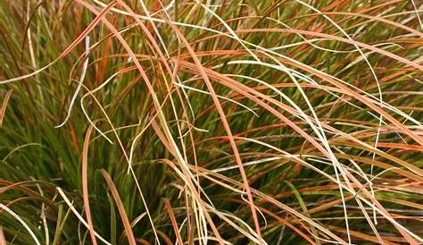 Carex testacea prairie fire colour grass ® Plantes et