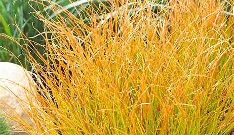 Carex Testacea Prairie Fire Buy Delivery By