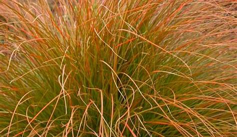 Carex Testacea Spacing 6 X Buchananii Zegge Pot 9 X 9 Cm