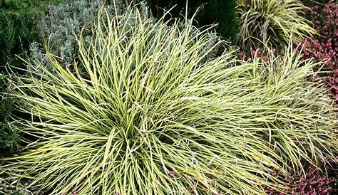 Carex oshimensis EverColor® ‘Everillo’ Japanese Sedge