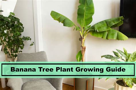 Ficus Alii Care How To Grow Banana Leaf Ficus Maclellandii Ficus