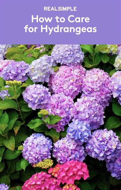 How To Care For Hydrangeas The Ultimate Guide To Stunning Hydrangea