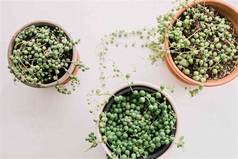 String of Pearls Plant Complete Care Guide & Tips