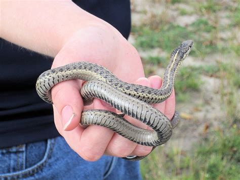 caring for a garter snake