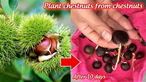 Caring for Chestnut Saplings