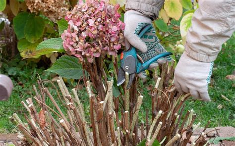 8 Secrets to Caring for Hydrangeas Southern Living