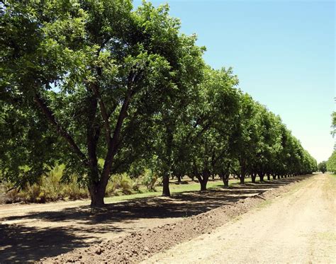 caring for mature pecan trees