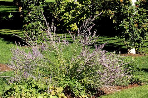 caring for russian sage plants
