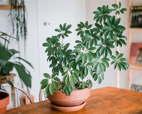 caring for schefflera house plant