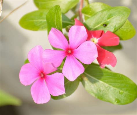 Caring For Vinca Flowers