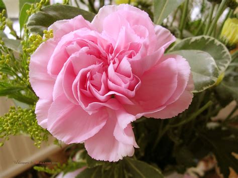 50 Romantic Blush Pink Wedding Color Ideas Deer Pearl Flowers