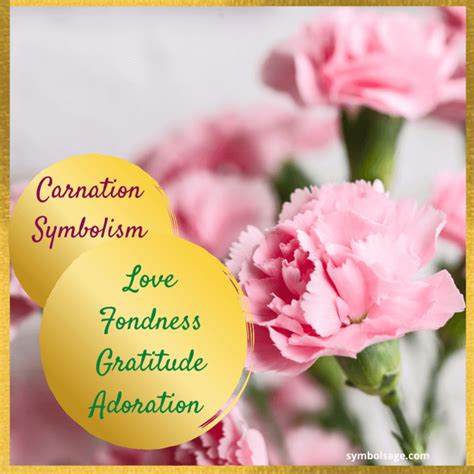 Carnation Definition Etymology