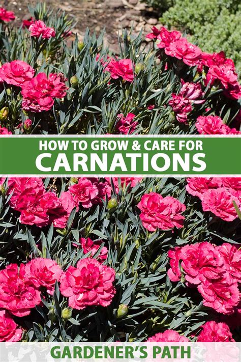 Carnation Flower Availability